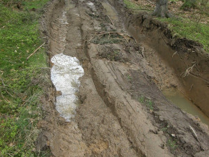 Inspekce pokutuje firmu za poškození půdy při těžbě v CHKO Český les.