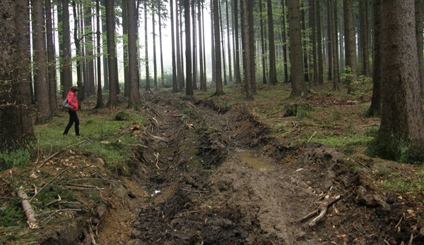 Inspekce pokutuje firmu za poškození půdy při těžbě v CHKO Český les.