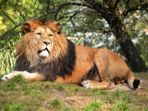 Lví tlupa v zoo Plzeň je menší, ze sedmi zvířat zbyla čtyři