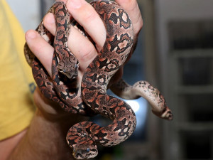 Plzeňská zoo odchovala osm mláďat madagaskarského hroznýše