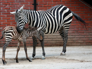 Plzeňská zoo začne příští rok chovat ohroženou zebru bezhřívou