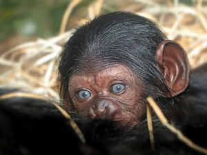 V plzeňské zoo se narodilo mládě šimpanze, v ČR po 17 letech