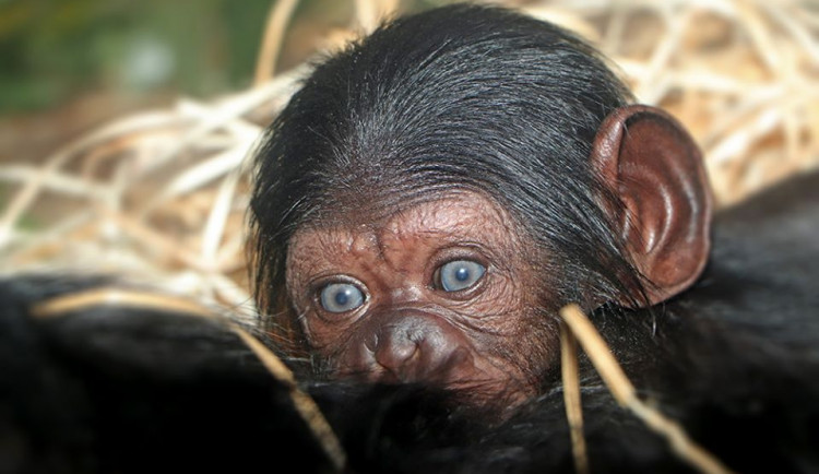 V plzeňské zoo se narodilo mládě šimpanze, v ČR po 17 letech.