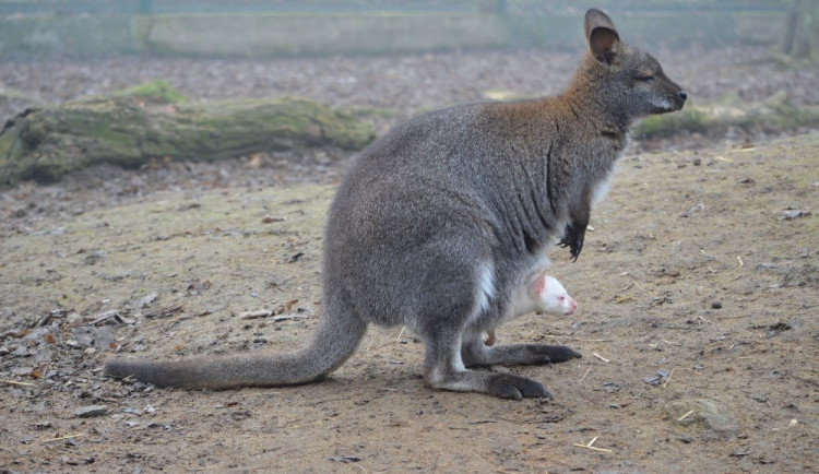 V plzeňské zoo se hnědé samici klokana narodilo bílé mládě.