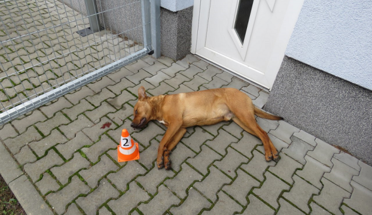 Řidička srazila pejska, ten bohužel střet nepřežil. Policisté hledají majitele