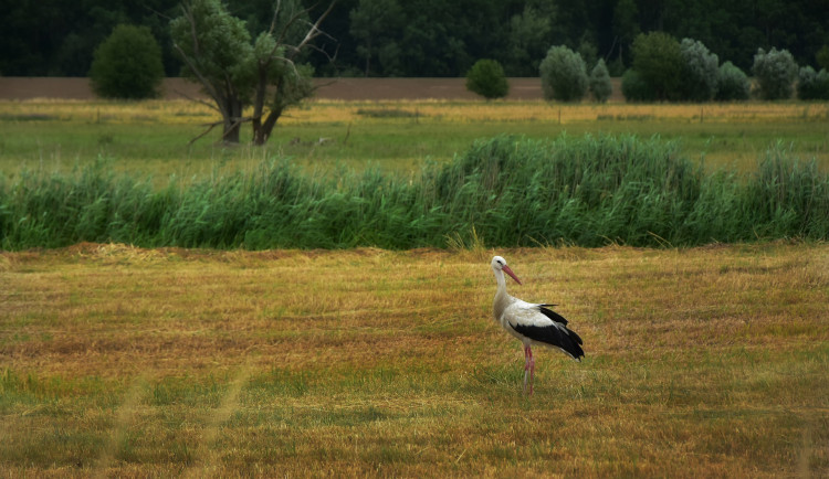 Na hnízdech v Plzeňském kraji už lidé viděli čápy.