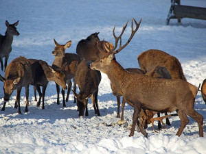 Zima byla slabá, místo lyžování navštěvovali lidé v NP Šumava výběhy s jeleny, vlky a rysy