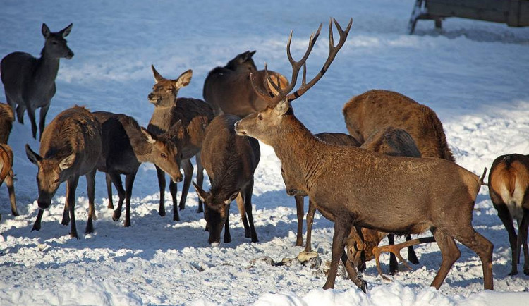 Jeleni ve výběhu v NP Šumava