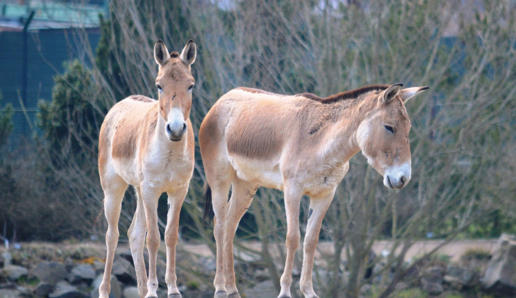 V plzeňské zoo začínají zvířecí námluvy