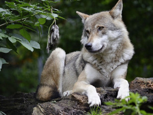 Sedmičlenná smečka vlků křižuje centrální Šumavou, šelmy zachytily fotopasti