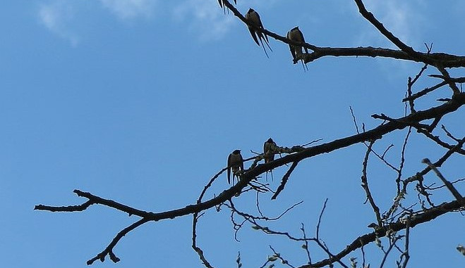 Šest prvních vlaštovek u Dolanského mostu na Berounce