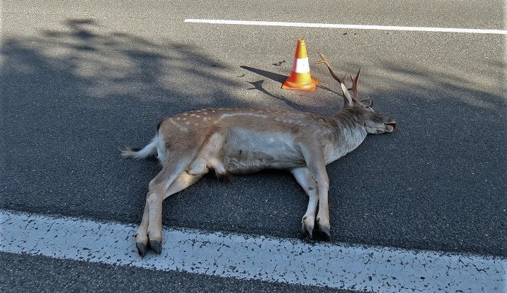Pozor na střet se zvěří, na Domažlicku takto havarovali v jeden den tři motoristé