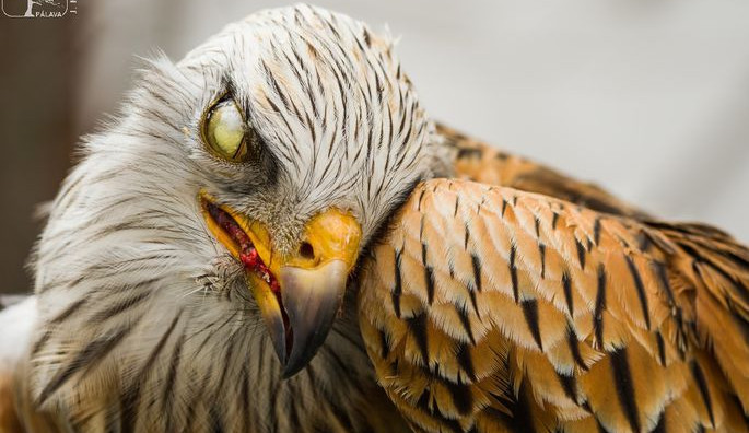 Kriticky ohroženého luňáka někdo na jižní Moravě otrávil karbofuranem