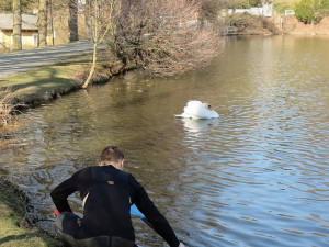 Vyčerpávající akce, zraněného kačera proháněl záchranář na kajaku po celém rybníku