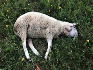 Tři krvelačné feny utekly majiteli, ve dvou obcích zmasakrovaly stáda ovcí