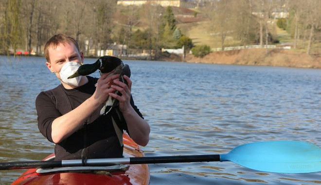 Radek Zeman kačera na kajaku dlouho proháněl po celém rybníku, nakonec se mu podařilo zraněného ptáka unavit a odchytit