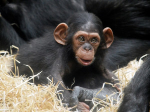 Klenot plzeňské zoo oslavil tři měsíce života, šimpanzí holčička Caila se má čile k světu