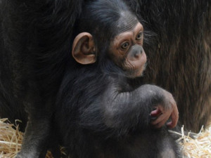 Klenot plzeňské zoo oslavil tři měsíce života, šimpanzí holčička Caila se má čile k světu