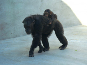 Klenot plzeňské zoo oslavil tři měsíce života, šimpanzí holčička Caila se má čile k světu