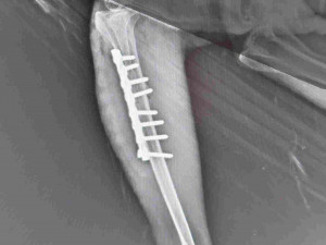 Jednu nohu má orel sešroubovanou