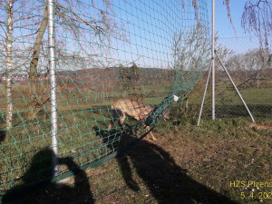 Srnce uvěznila síť na fotbalovém hřišti, na svobodu mu pomohli hasiči