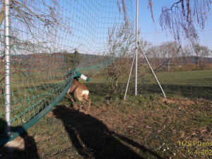Srnce uvěznila síť na fotbalovém hřišti, na svobodu mu pomohli hasiči