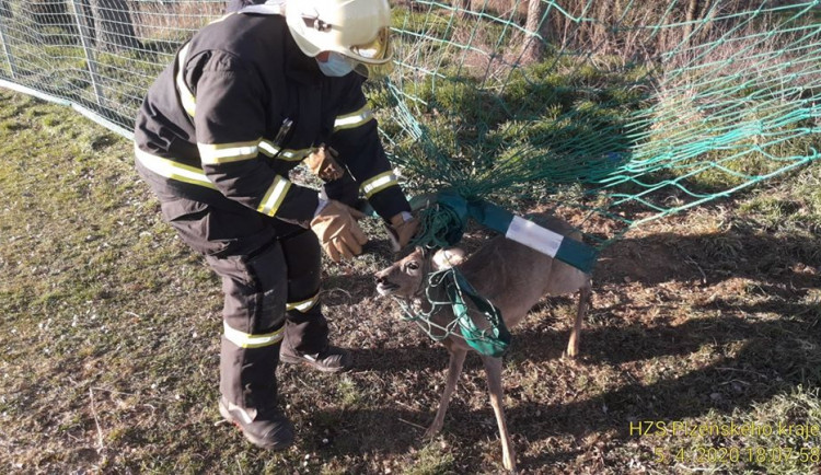 Hasiči vysvobozují srnce, který se zamotal na hřišti do záchytné sítě