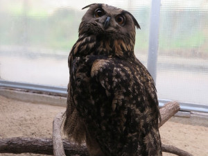 Zraněná samice výra velkého dožije svůj život v zajetí