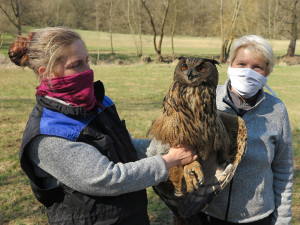 Samici výra velkého srazilo auto, s těžce zraněným křídlem nemohla dva týdny lovit
