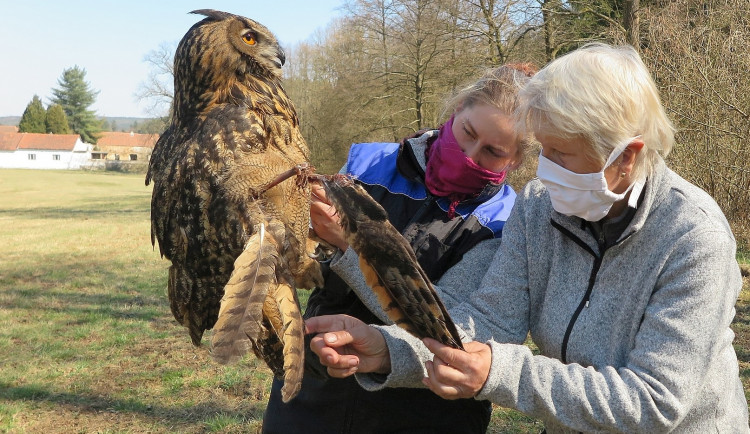 Ženy našly vyhladovělou výřici s těžce zraněným křídlem