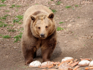 Čtveřice medvědů v plzeňské zoo se probudila ze zimního spánku a už dovádí ve výběhu