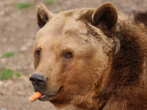 Čtveřice medvědů v plzeňské zoo se probudila ze zimního spánku a už dovádí ve výběhu