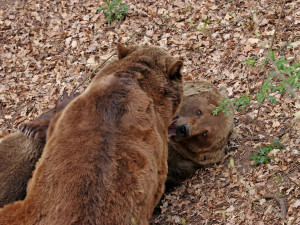 Čtveřice medvědů v plzeňské zoo se probudila ze zimního spánku a už dovádí ve výběhu