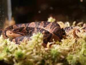 Křovinář němý bodoval v kategorii ostatních zvířat