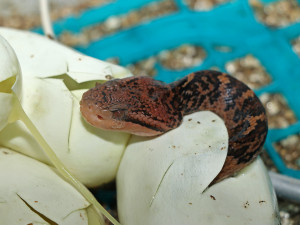 Křovinář němý bodoval v kategorii ostatních zvířat