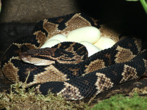 Křovinář němý bodoval v kategorii ostatních zvířat