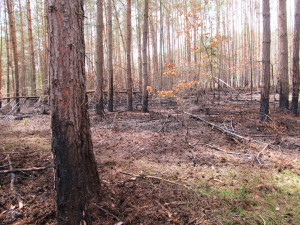 V lese je sucho a hrozí nebezpečí požáru