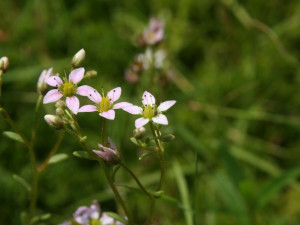 Začíná Rok šumavských luk, zaměřuje se na vzácné rostliny i živočichy