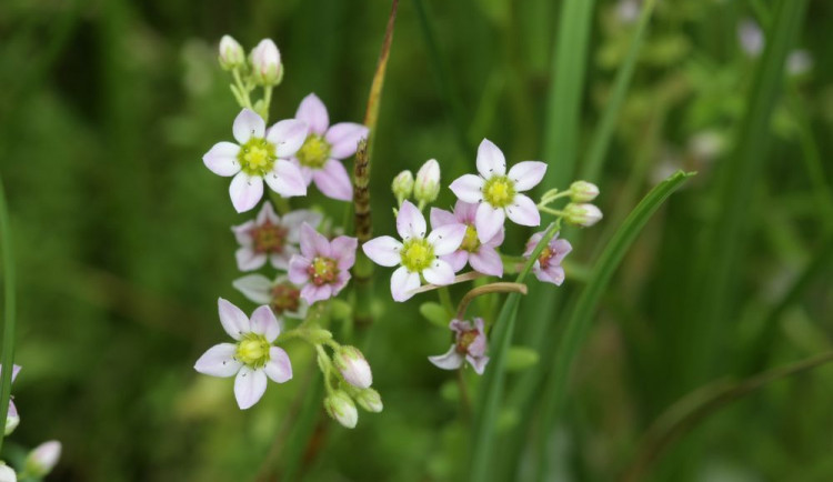 Vzácný rozchodník roste pouze na čtyřech místech v ČR, dvě jsou na území NP Šumava