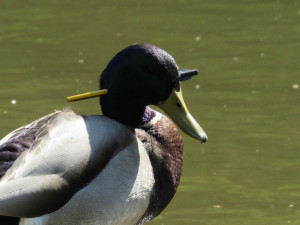 Odporný útok na živého tvora! Kačer má hlavu probodnutou šípem a přesto žije a létá