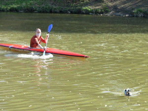 Odporný útok na živého tvora! Kačer má hlavu probodnutou šípem a přesto žije a létá