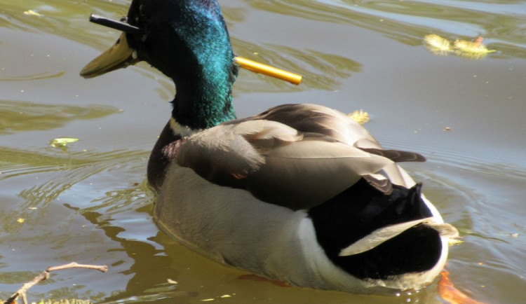 Kačer má hlavu probodnutou kovovým šípem z pistolové kuše