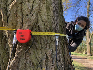 Monitorování zdravotního stavu a bezpečnosti dřevin v parku V Homolkách