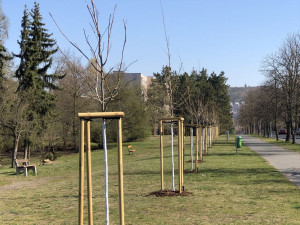 Nová platanová alej