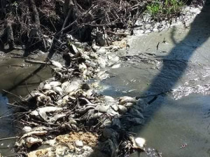 V bahně vypuštěného rybníka uhynuly tuny ryb, které rybáři nedokázali vylovit