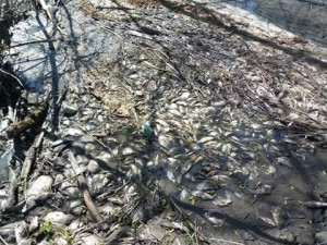 V bahně vypuštěného rybníka uhynuly tuny ryb, které rybáři nedokázali vylovit