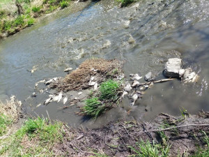 V bahně vypuštěného rybníka uhynuly tuny ryb, které rybáři nedokázali vylovit