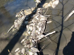 V bahně vypuštěného rybníka uhynuly tuny ryb, které rybáři nedokázali vylovit