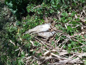 V bahně vypuštěného rybníka uhynuly tuny ryb, které rybáři nedokázali vylovit