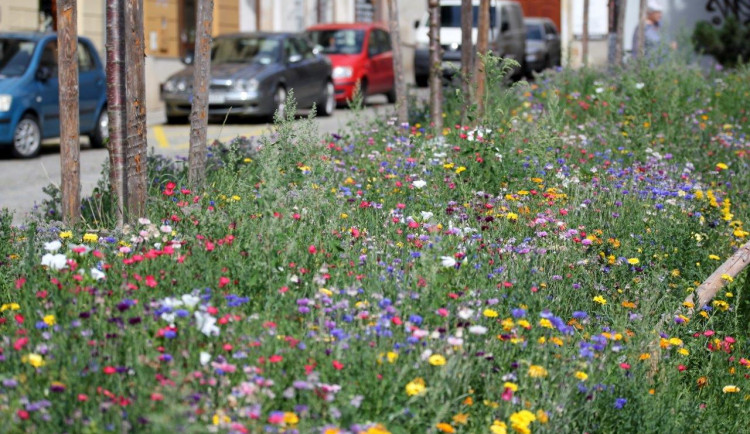 Také Doubravka rozkvete barevným lučním kvítím